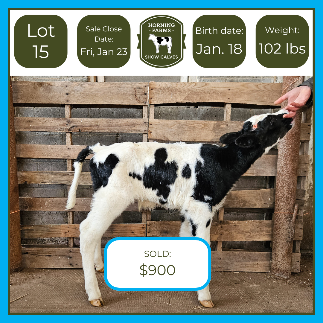 Lot 015