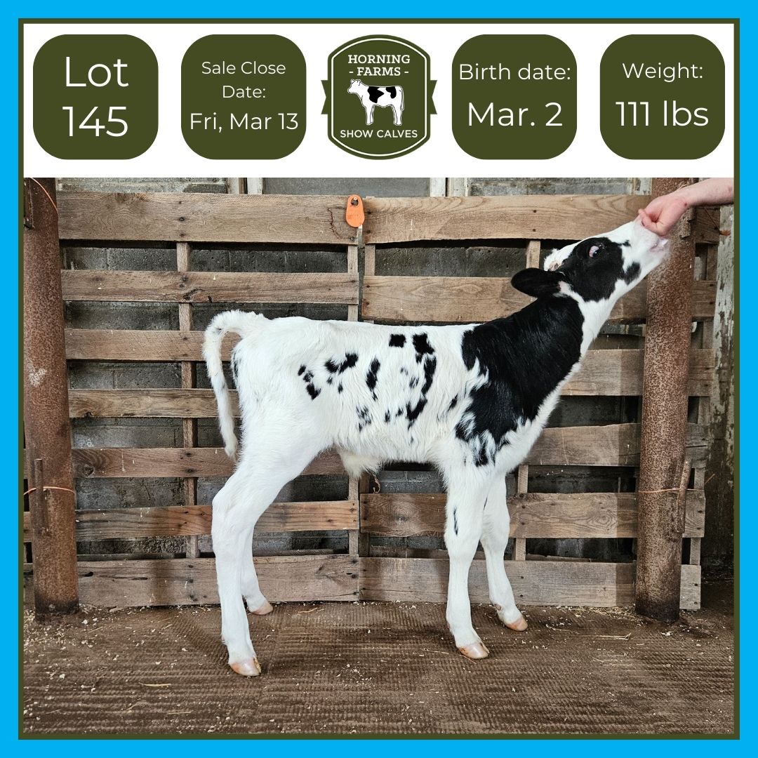 Lot 145