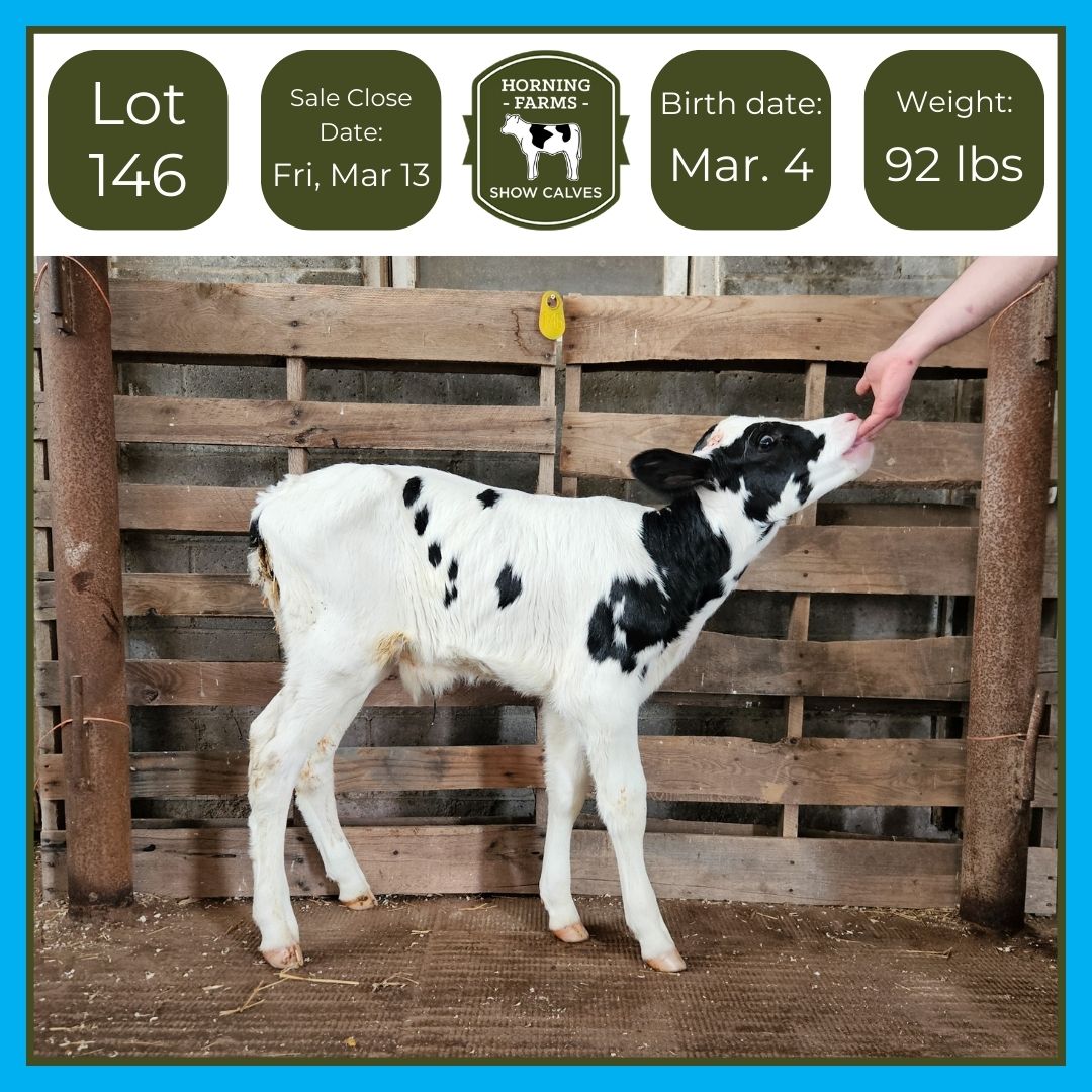 Lot 146