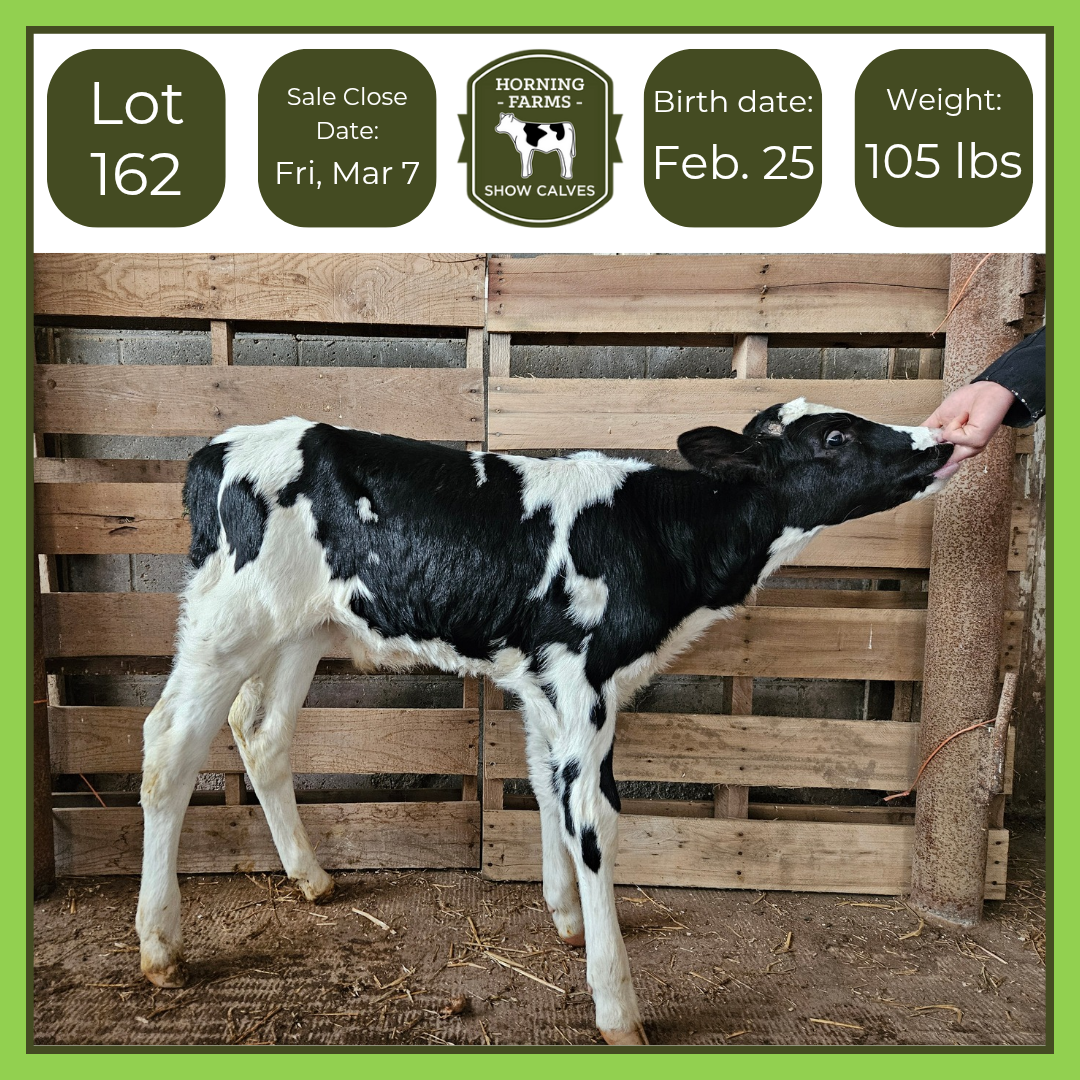 Lot 162