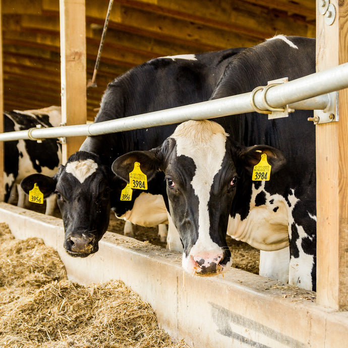 Guided Farm Tours