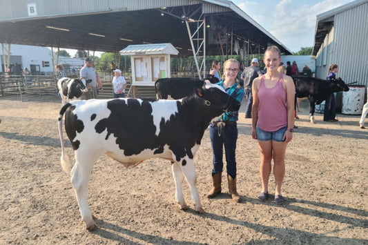 Grand Champion Feeder Calf