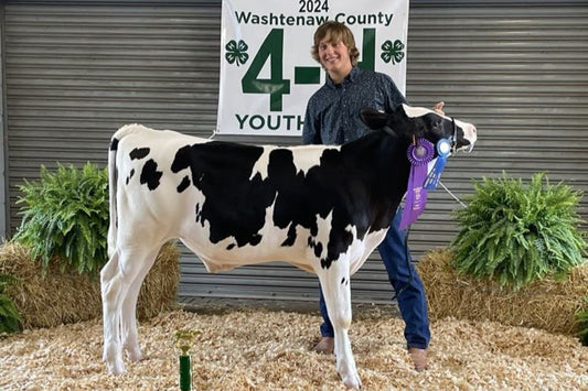 Grand Champion Feeder Calf