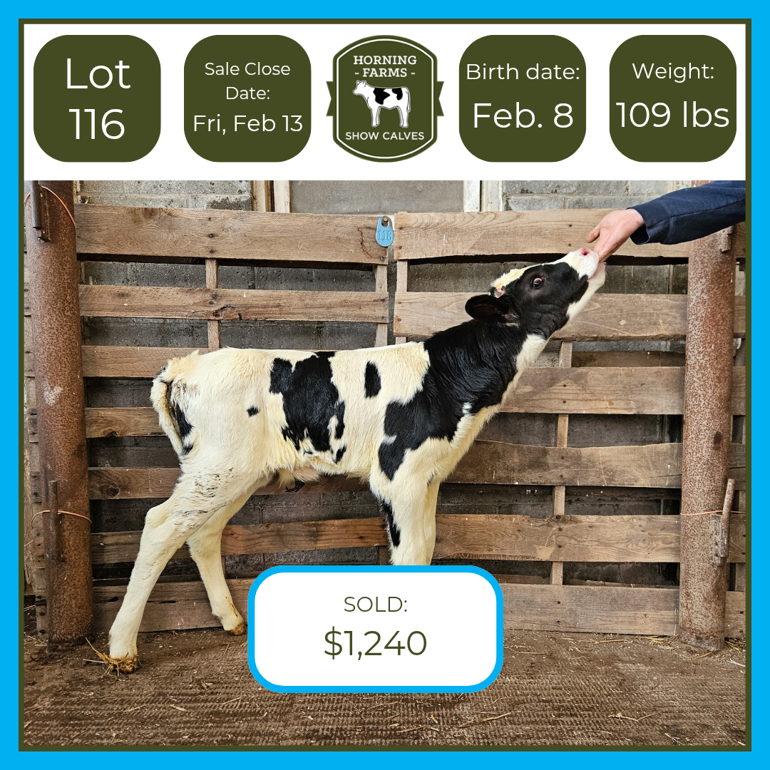 Lot 116
